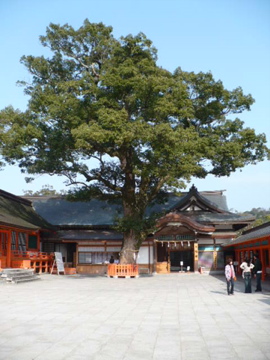宇佐神宮ご神木(楠)