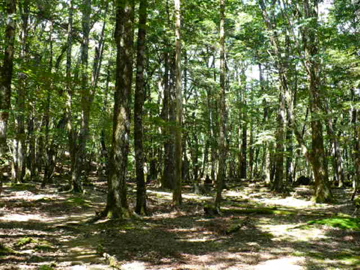 西大台・開拓分岐付近