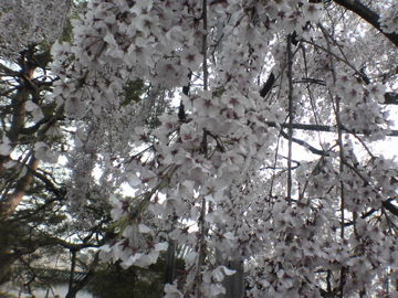 醍醐寺・枝垂桜
