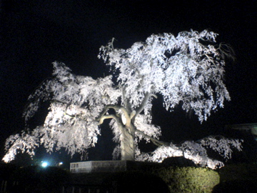 円山公園のしだれ桜