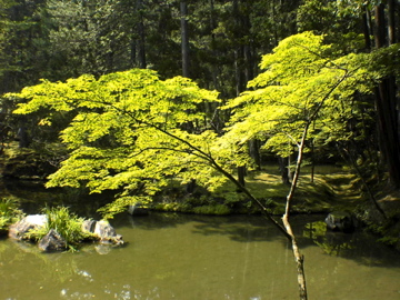 苔寺