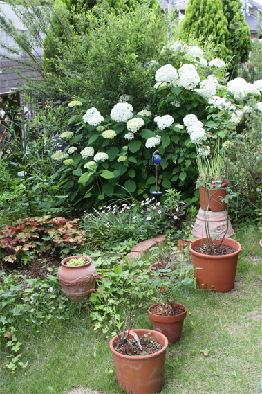 庭のアナベル エブリンローズの咲く庭で 楽天ブログ