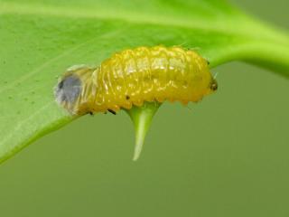 柊の新芽をせっせと食べてる黄色い虫がいます ２８ねっと よくあるｑ ａ集 楽天ブログ