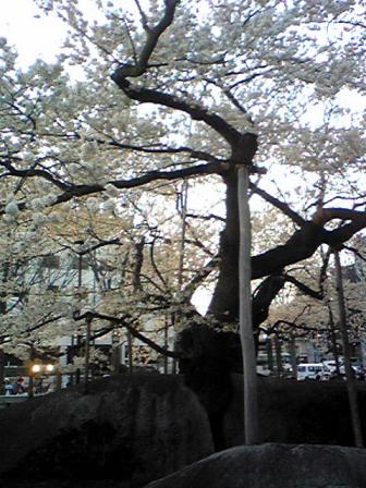 sakura