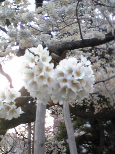 sakura