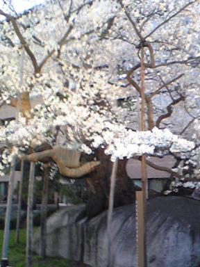 sakura
