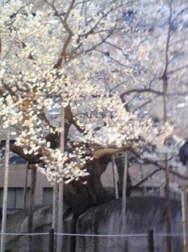 sakura