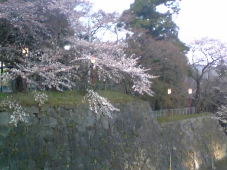 sakura
