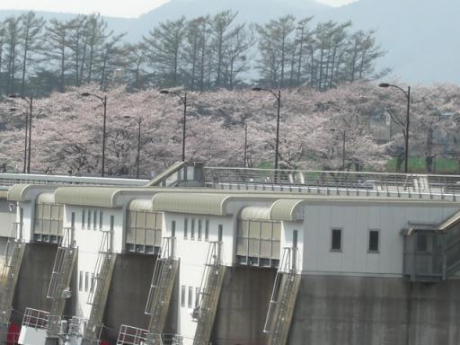 桜_四十四田ダム20080420
