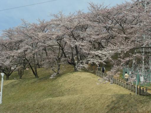 桜_四十四田ダム20080420