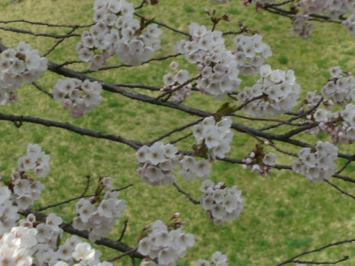 桜_四十四田ダム20080420