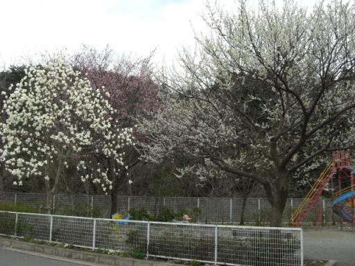近所の公園