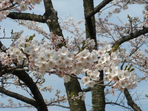 桜_四十四田ダム20080420