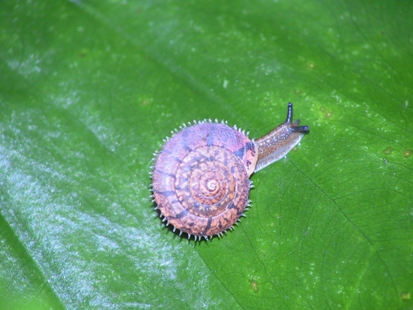 オオシマケマイマイ Aegista kiusiuensis oshimana | 琉球弧の ...