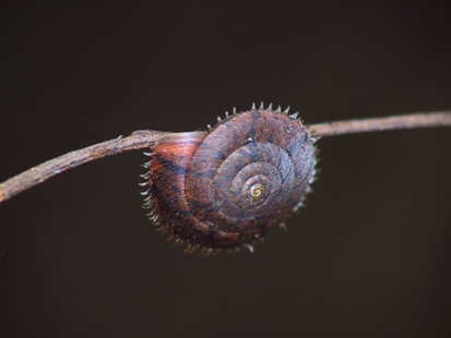 オオシマケマイマイ Aegista kiusiuensis oshimana | 琉球弧の ...