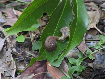 オオシマケマイマイ Aegista kiusiuensis oshimana | 琉球弧の ...