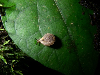 オオシマケマイマイ Aegista kiusiuensis oshimana | 琉球弧のちんなん - 楽天ブログ