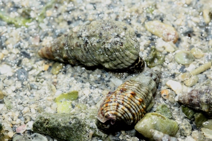 リュウキュウウミニナ Batillaria flectosiphonata 琉球弧のちんなん 楽天ブログ