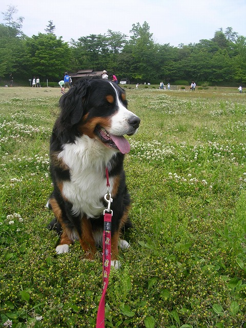 山岳犬参上 息子と犬の成長日記 楽天ブログ