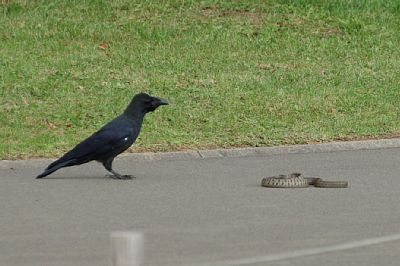 カラスvsアオダイショウ 外へ出たくありません 楽天ブログ