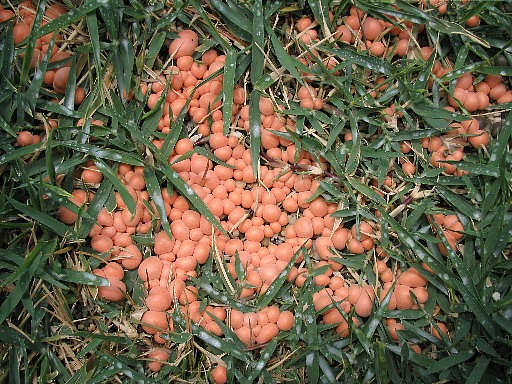 オレンジ色の不気味なキノコ てきとう園芸日記 楽天ブログ