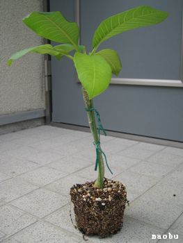 プルメリア植え替え Interior Plumeria 楽天ブログ