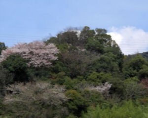 山桜2