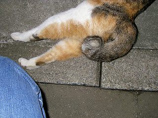 ピン助仔猫1号