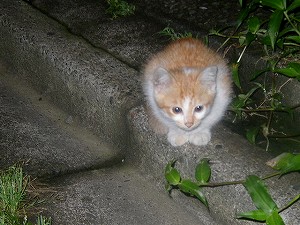 可愛いでしょ♪