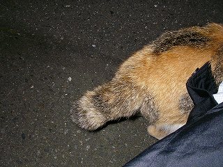 ピン助仔猫2号