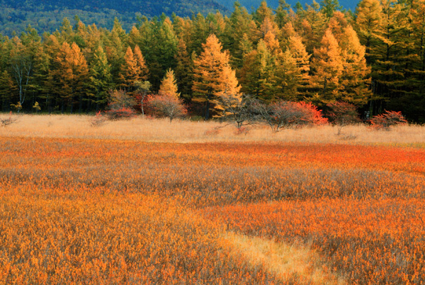 晩秋の小田代ヶ原の草紅葉 癒される風景を探して撮影散歩 楽天ブログ