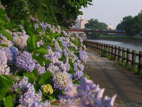 533 岩手散歩 紫陽花 居酒屋 ごじゃ満開 楽天ブログ