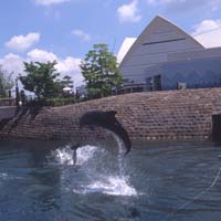 かごしま水族館-いるか.jpg