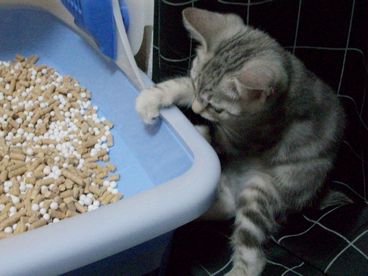 とったどー!