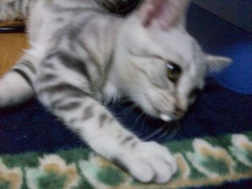 パクっ
