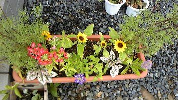 ミニヒマワリを使った寄せ植え 花と音楽とスイーツな生活 北国ガーデニング 楽天ブログ