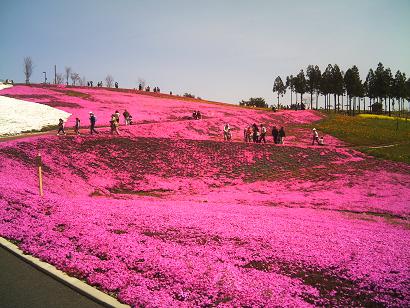 太田市 太田市北部運動公園の芝桜 わが太田市紹介 情報ブログ 楽天ブログ