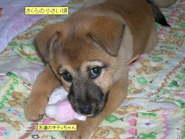 犬の成長 パン大好き 楽天ブログ