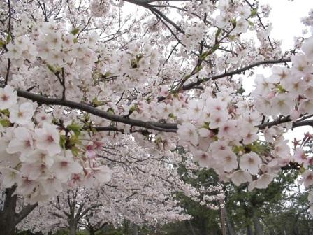 春爛漫と国花 パン大好き 楽天ブログ