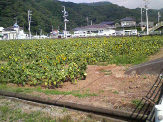 ひまわり.JPG