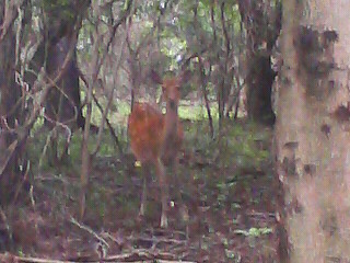 sika3