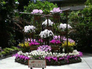 ランの里