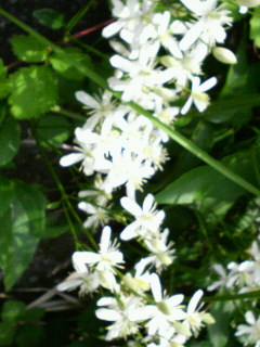 P1000009.JPG