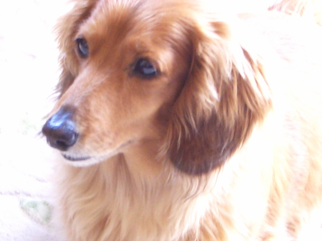 春夏（しゅんか）のブログ