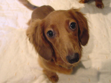 pipi