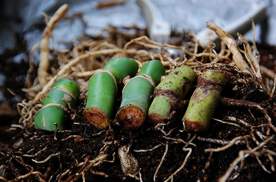 モンステラの茎伏せ１年後は Verandism べらんでぃずむ ベランダ菜園とか 楽天ブログ