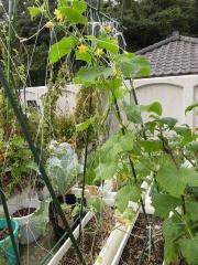 秋キュウリ 収穫いつまで続く 暇人主婦の家庭菜園 楽天ブログ