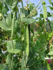 エンドウ豆 ３種類を収穫 グリンピースご飯 暇人主婦の家庭菜園 楽天ブログ