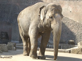 動物園 今日のぽーちゃん ぞうさん広場 楽天ブログ