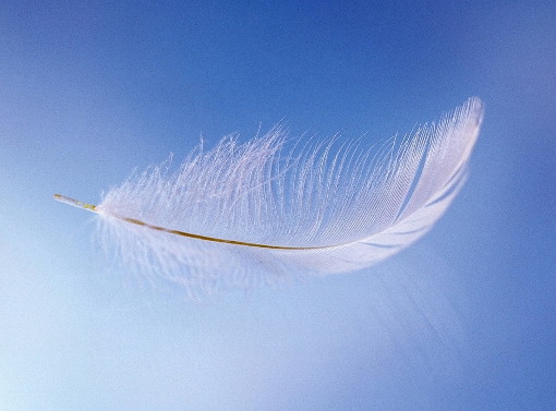 天使の羽根 ばぼちゃん の日々うらら 楽天ブログ